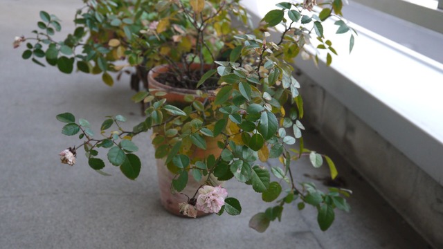 P1060574