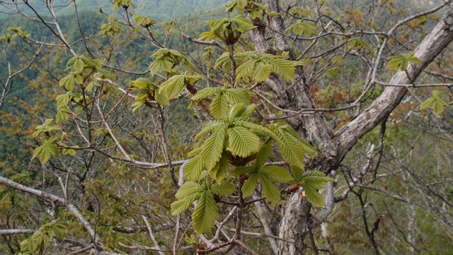 P5190350