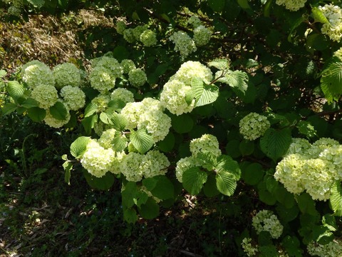 P5020089