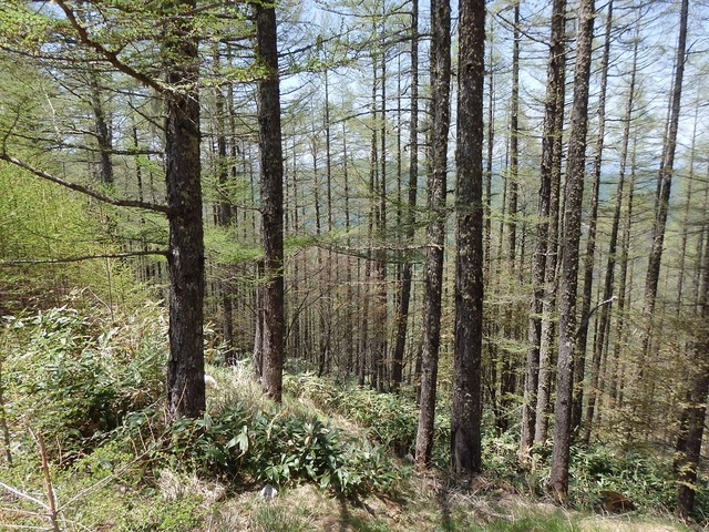 P5200878