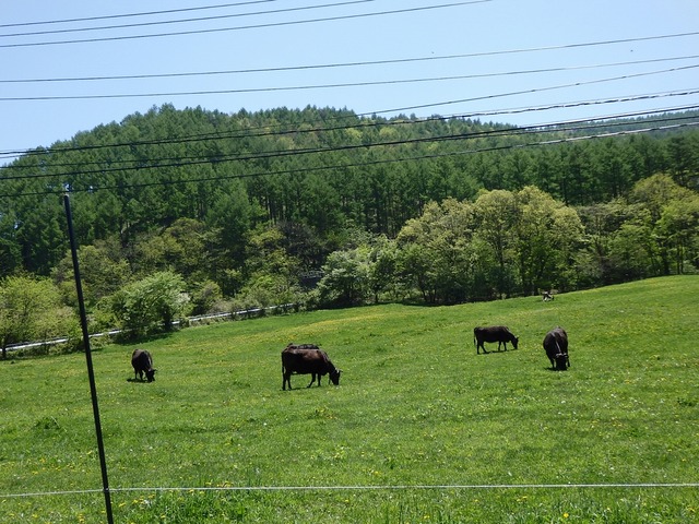 P5200825