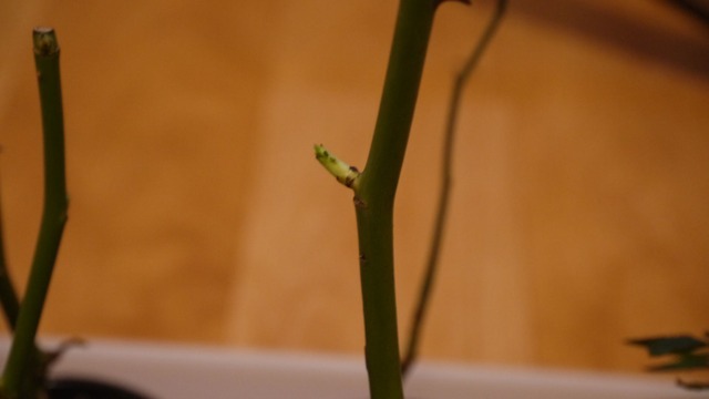P1060579