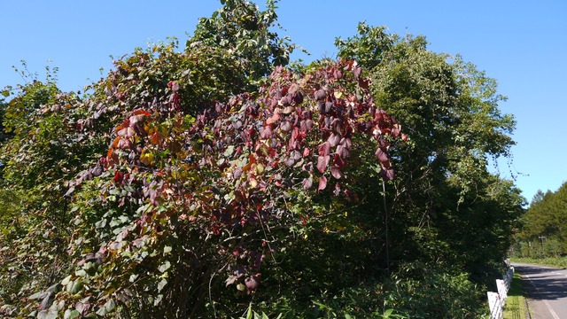 P1070264
