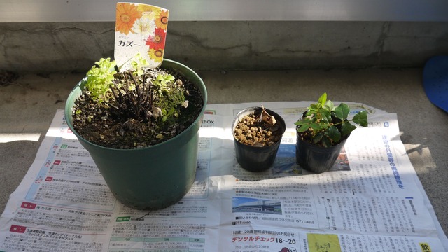P1060293