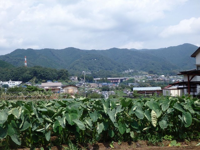 P9050033