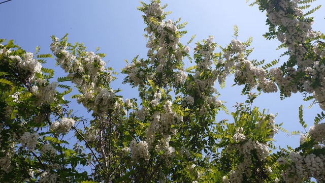 P1060878