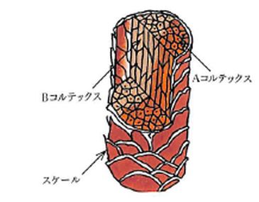ウールの繊維構造