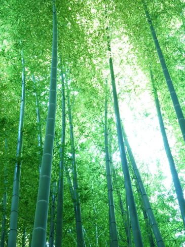 鎌倉