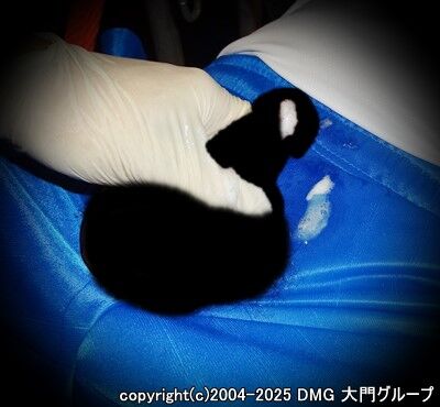 夢にまで見た体操服凌辱調教【DMG大門 Essence\'s Ｓ ブログ】