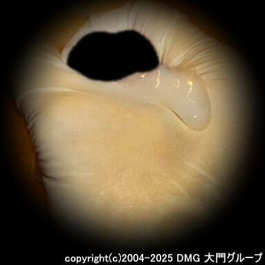 パイパンに興奮するムッチリM【DMG大門 Essence\'s Ｓ ブログ】