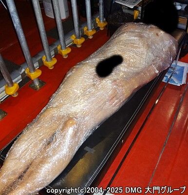 初体験の完全梱包亀頭責め【DMG大門 Essence\'s Ｓ ブログ】