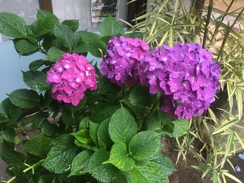 52