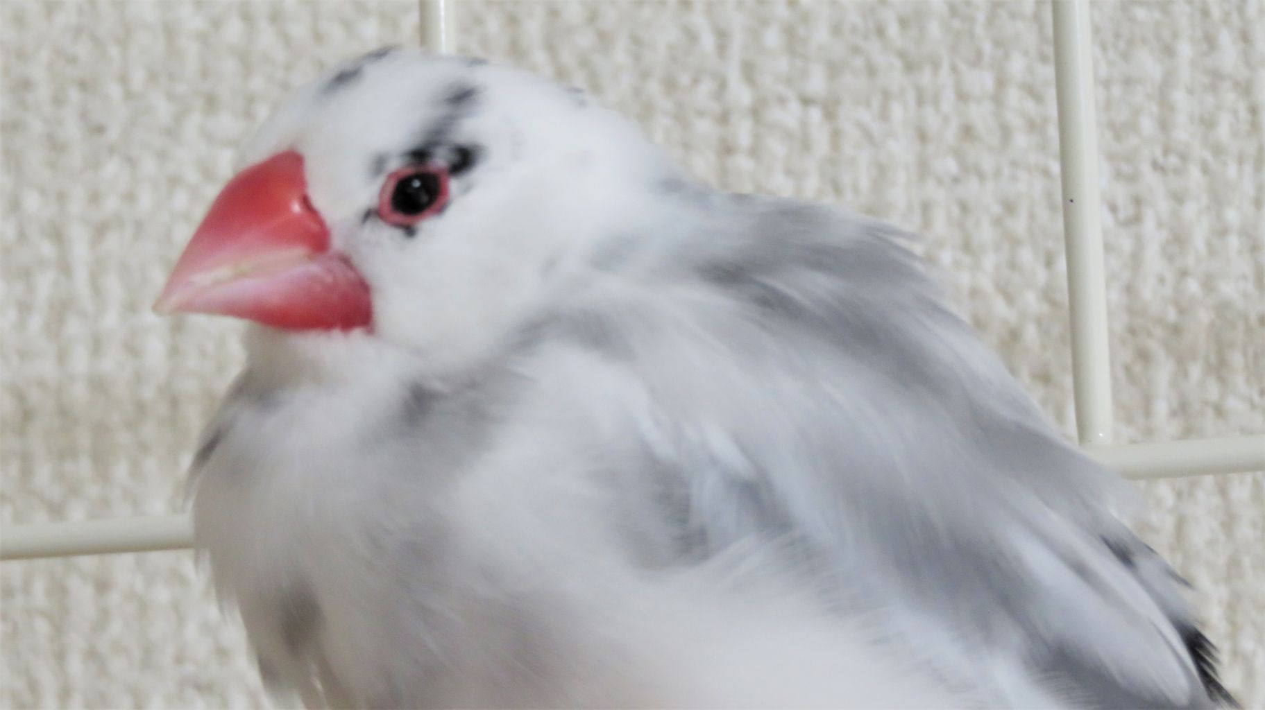 ごま塩文鳥 大河くんへ へんたい飼い主と優しい文鳥さんの物語 ごま塩文鳥 大河くんへ へんたい飼い主と優しい文鳥さんの物語