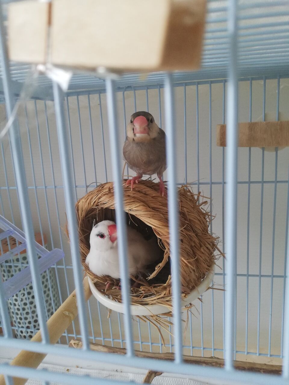 中ヒナ文鳥 優風くんの飛ぶ練習 へんたい飼い主と優しい文鳥さんの物語