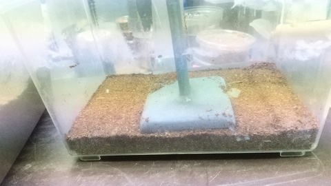 HORIZON_0001_BURST20220423152003841_COVER~2