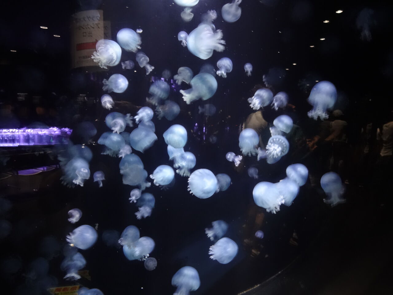 加茂水族館 その４ さくまの夢紀行