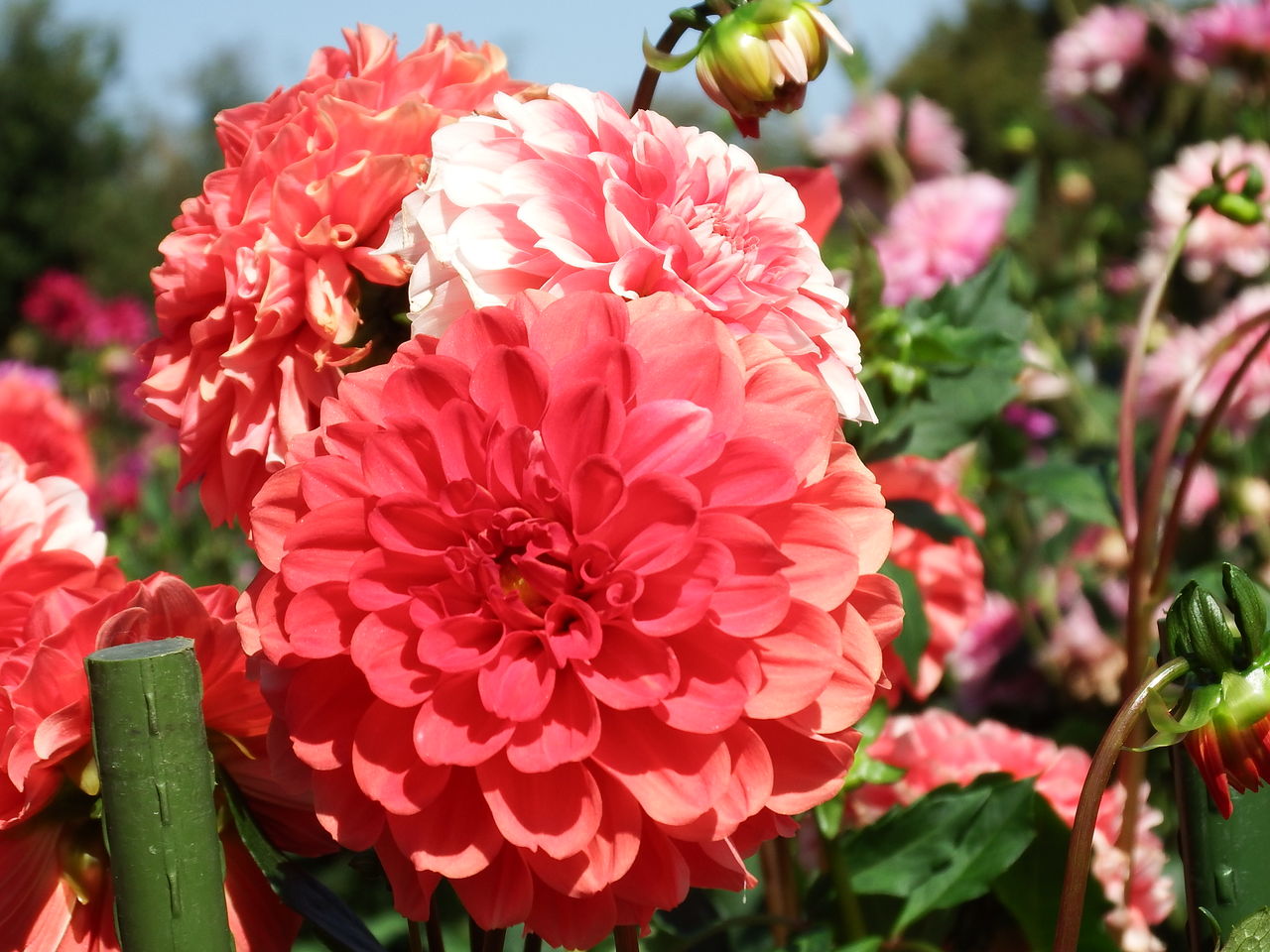 馬見丘陵公園 ダリアの回廊 ジョニーの独り言