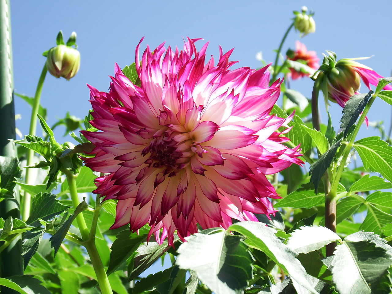 馬見丘陵公園 ダリアの回廊 ジョニーの独り言