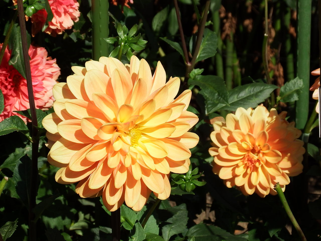 馬見丘陵公園 ダリアの回廊 ジョニーの独り言