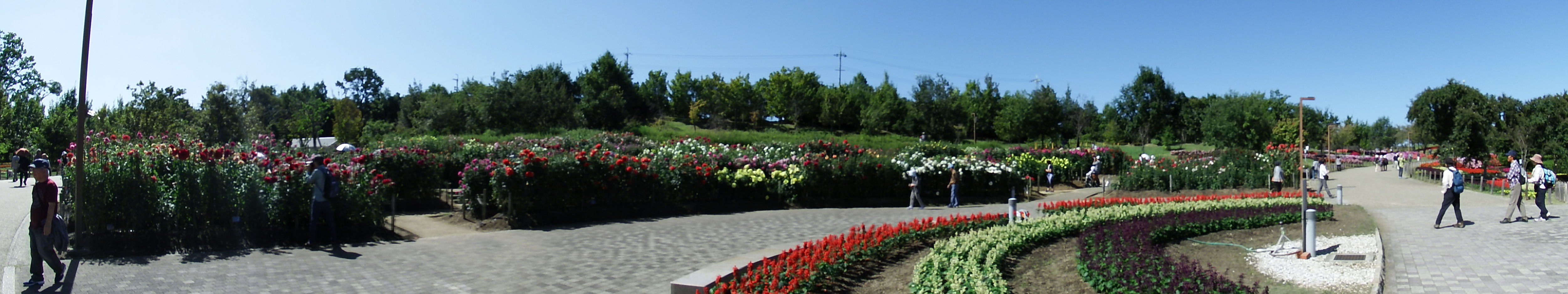 馬見丘陵公園 ダリアの回廊 ジョニーの独り言