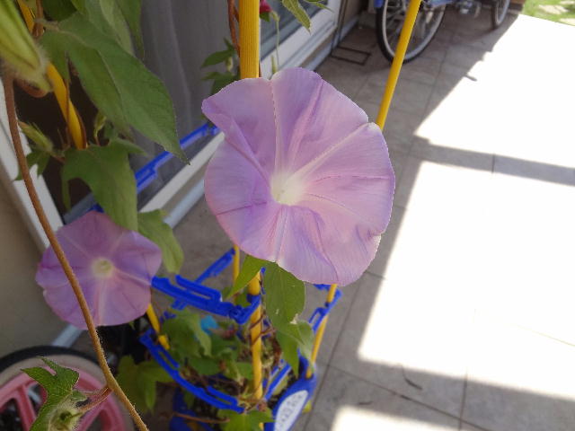 花はなぜ開いたり閉じたりする 緑区の小さな発電所 4 6kw