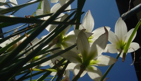 見上げ撮る空に真白き玉簾の花２００９１５