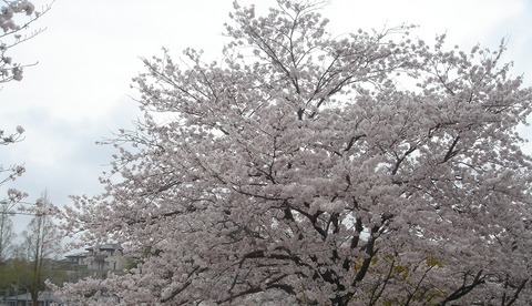 咲け咲けの裂け帆の浦の桜咲く２４０４０３