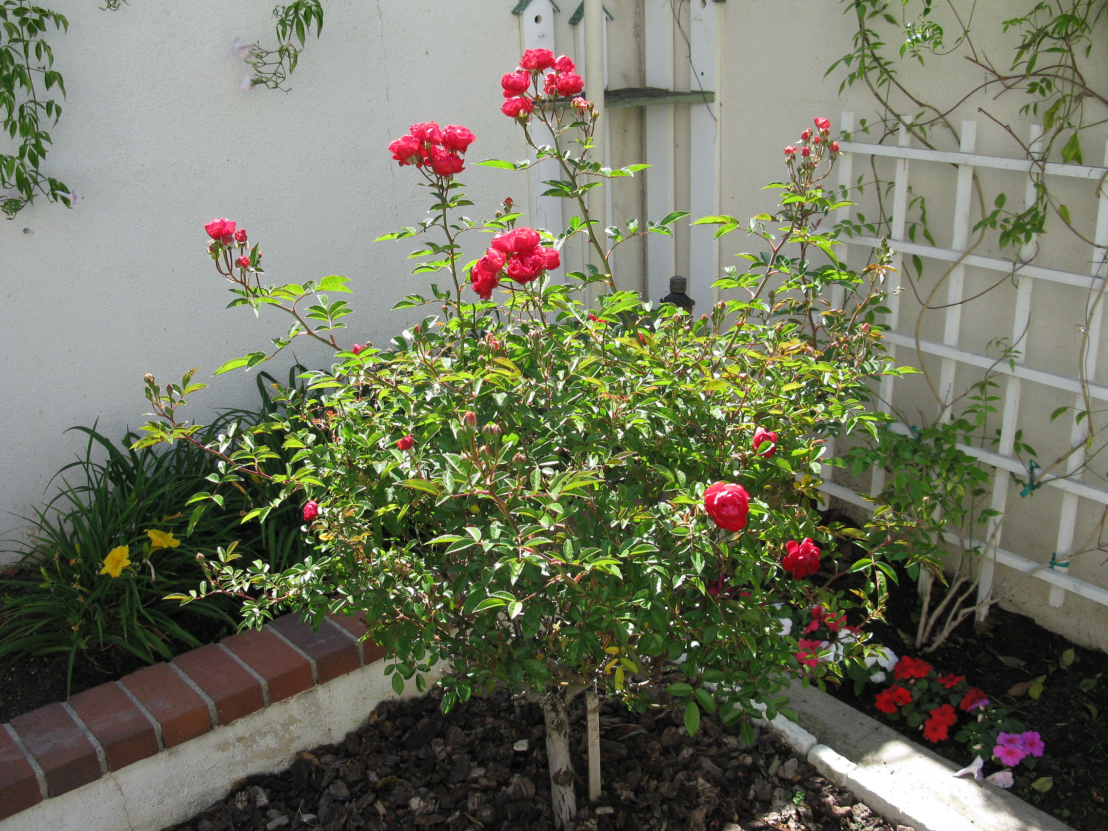 バラの花 Hakjnのブログ