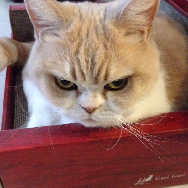 怒ってる猫