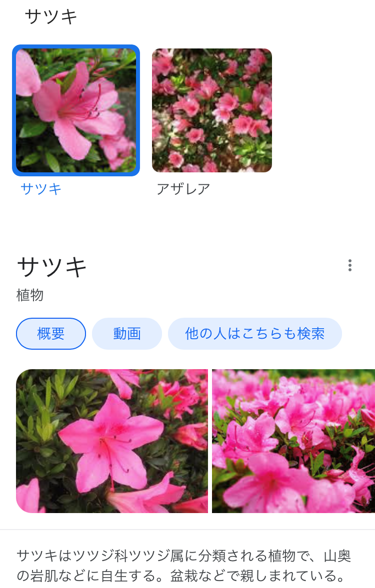 知らない人必見 かざすだけで花の名前等を調べてくれるグーグルレンズが出来杉くんレベル はこある 函館のグルメ情報など