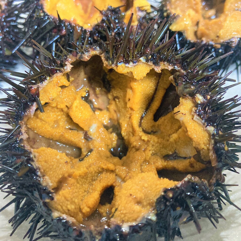 函館 紺地鮮魚で殻付きウニを買う その3日後 紺地鮮魚で殻付きウニを買う はこある 函館のグルメ情報など