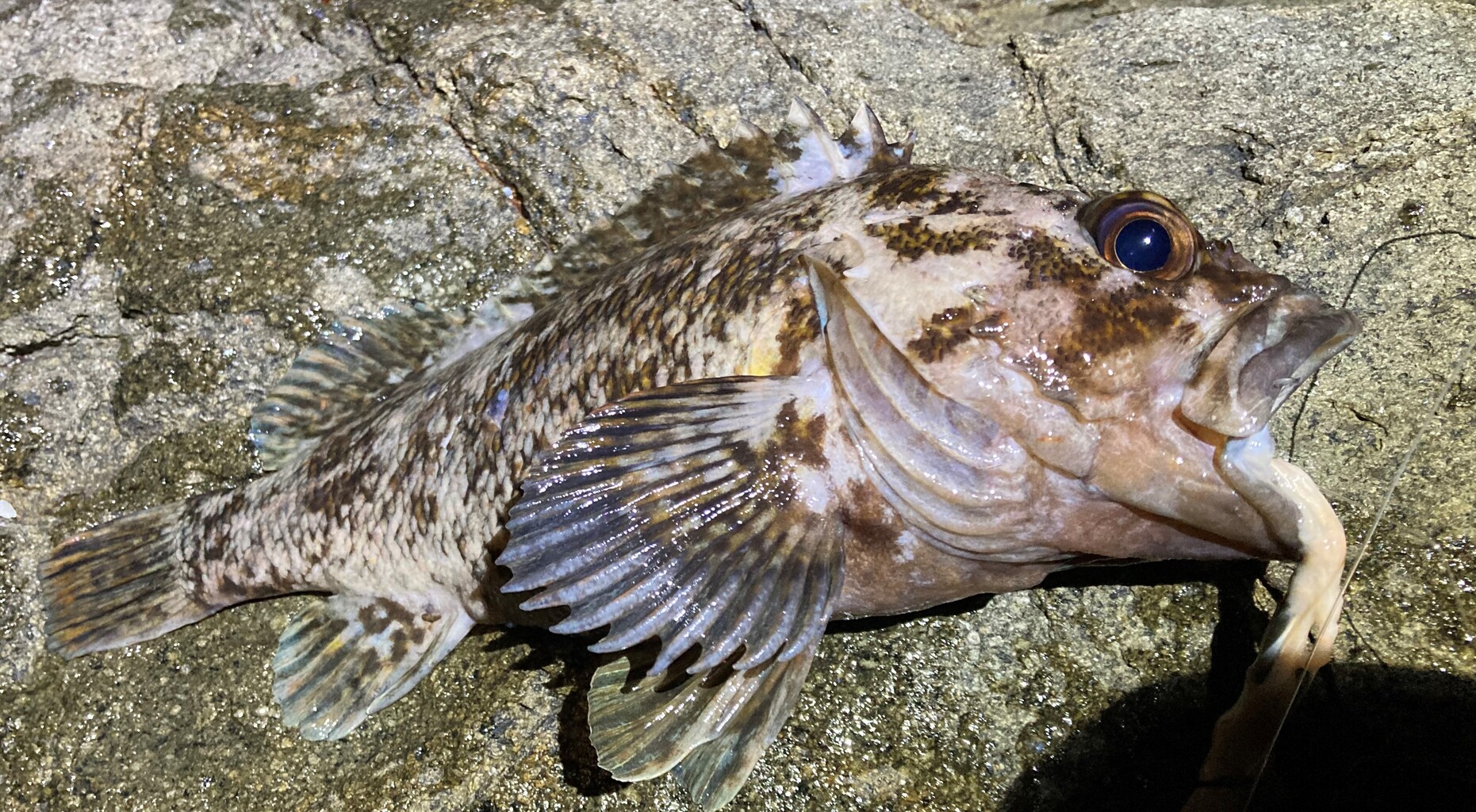 知内 福島で夜釣り 入れ食いだったが まさかのルールルル現れ退散 はこある 函館のグルメ情報など 知内 福島で夜釣り 入れ食いだったが まさかのルールルル現れ退散 はこある 函館のグルメ情報など