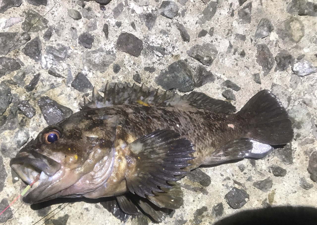 函館港内で夜釣りとサバ釣り 下手くそが1年ぶりの釣り はこある 函館のグルメ情報など 函館港内で夜釣りとサバ釣り 下手くそが1年ぶりの釣り はこある 函館のグルメ情報など