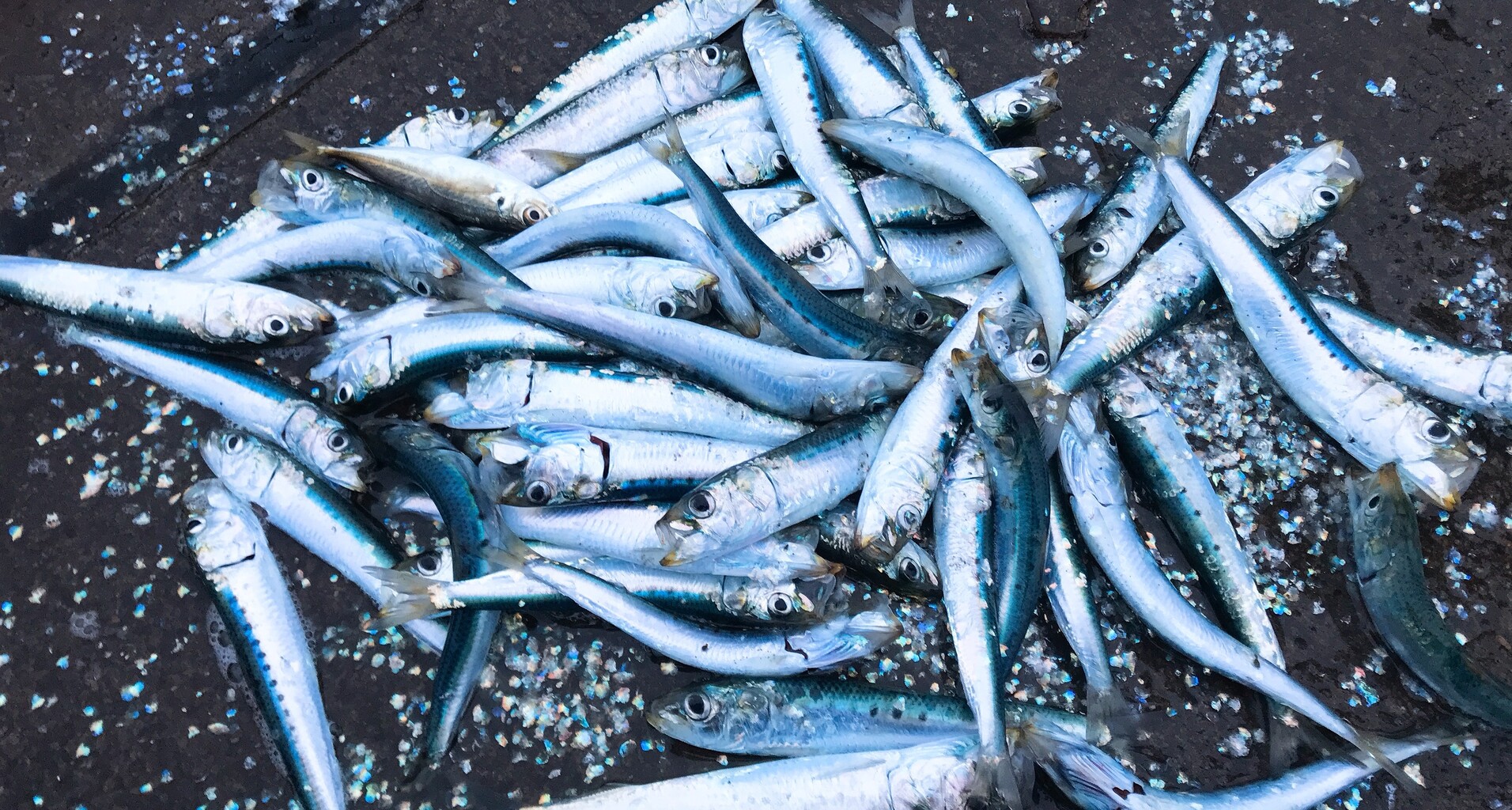 函館港 釣り イワシが釣れ過ぎて30分でやめ 投げ釣りするも惨敗 はこある 函館のグルメ情報など 函館港 釣り イワシが釣れ過ぎて30分でやめ 投げ釣りするも惨敗 はこある 函館のグルメ情報など