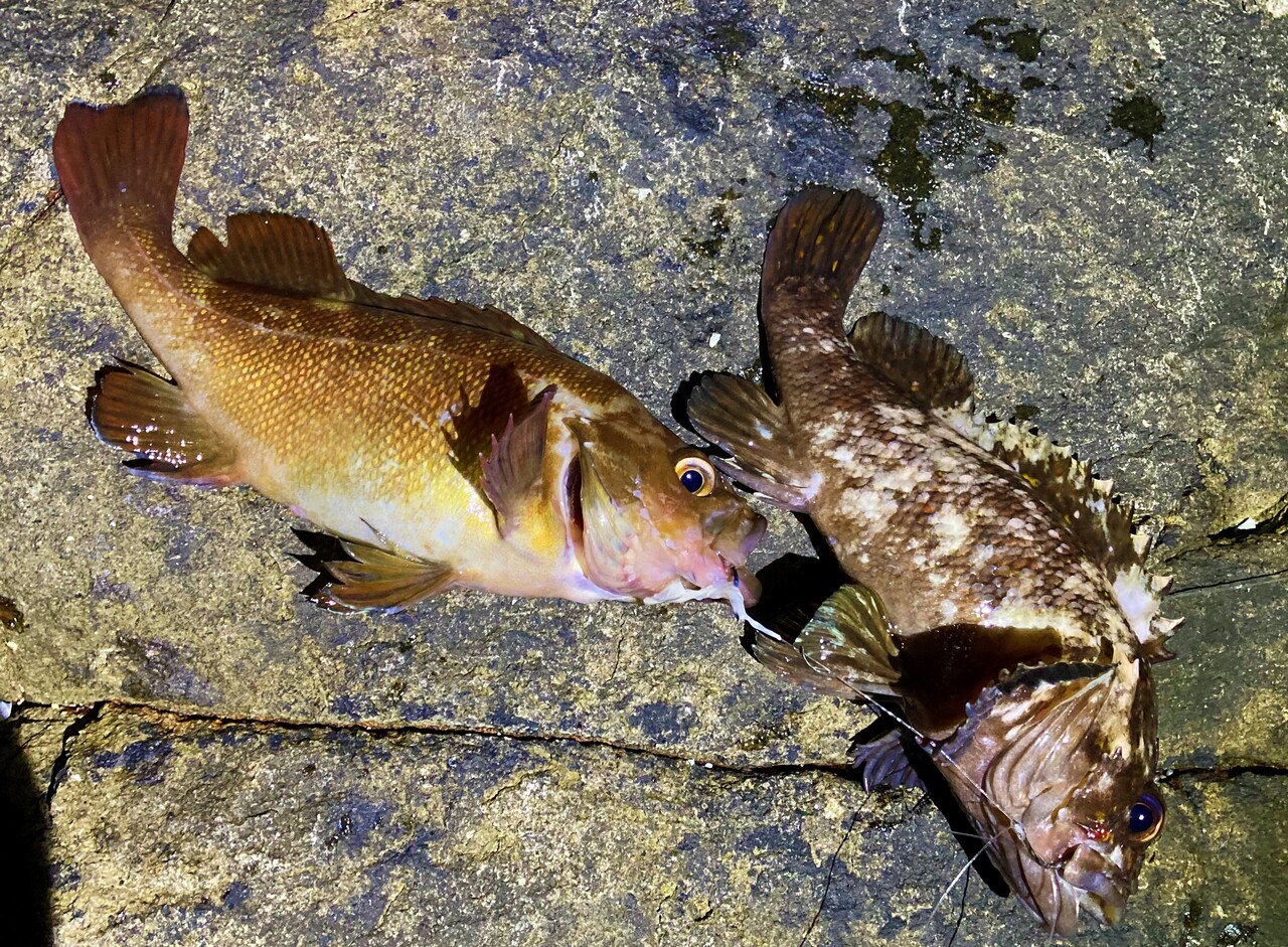 知内 福島で夜釣り 入れ食いだったが まさかのルールルル現れ退散 はこある 函館のグルメ情報など 知内 福島で夜釣り 入れ食いだったが まさかのルールルル現れ退散 はこある 函館のグルメ情報など