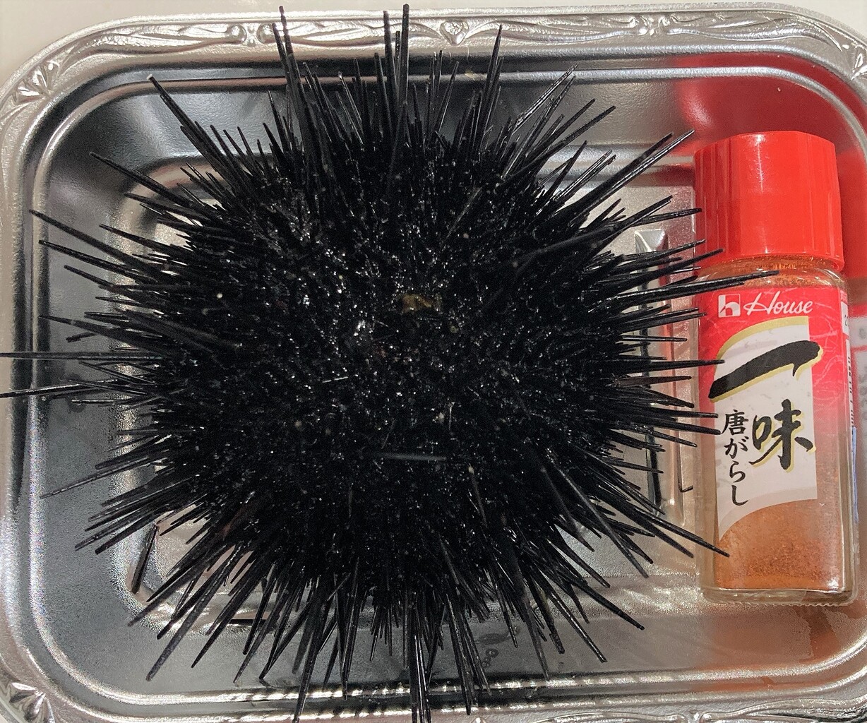 函館産 殻付きうにが198円だった日 イオンの商品無料クーポン はこある 函館のグルメ情報など