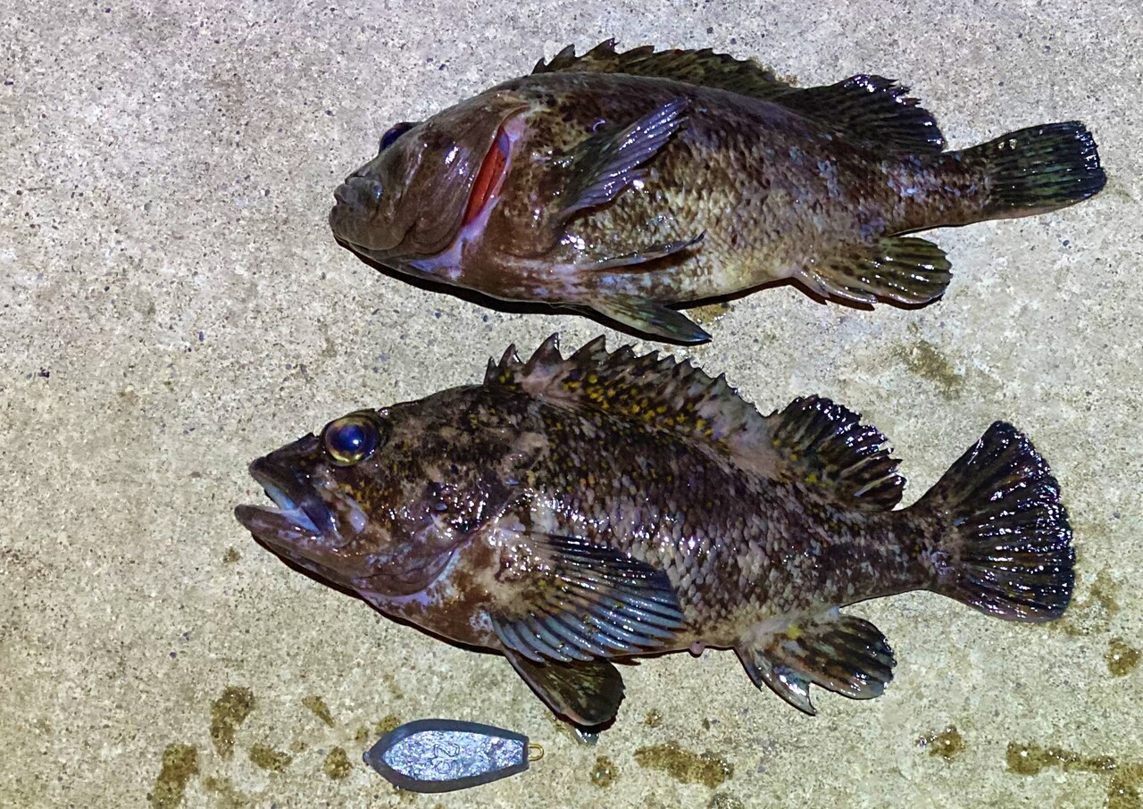 知内 福島で夜釣り 入れ食いだったが まさかのルールルル現れ退散 はこある 函館のグルメ情報など 知内 福島で夜釣り 入れ食いだったが まさかのルールルル現れ退散 はこある 函館のグルメ情報など