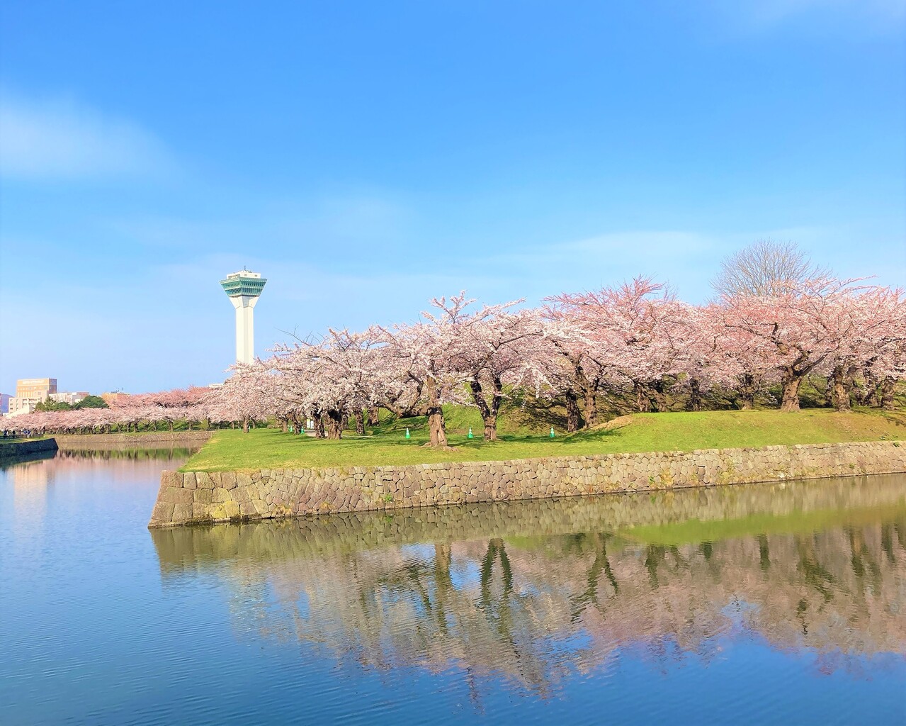 本日早朝 五稜郭公園の桜 見頃だけど気になる混み具合は はこある 函館のグルメ情報など