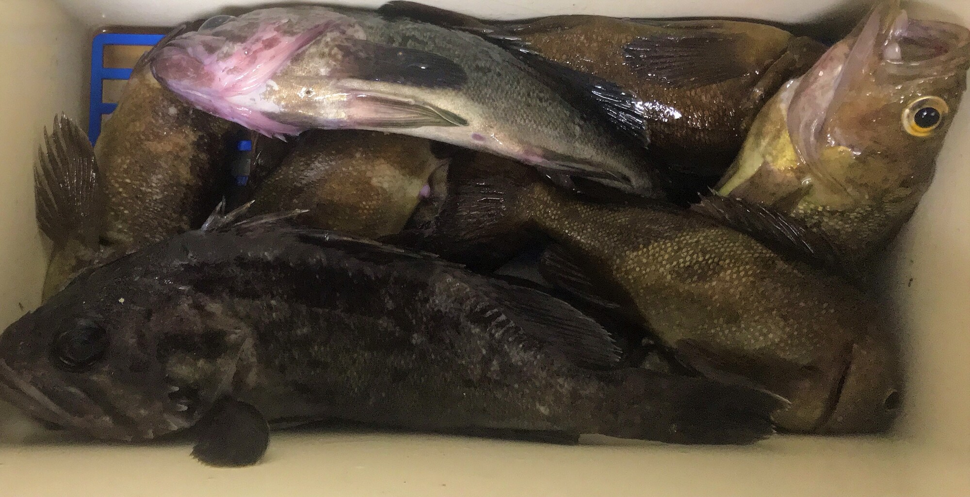 函館港 釣り イワシが釣れ過ぎて30分でやめ 投げ釣りするも惨敗 はこある 函館のグルメ情報など 函館港 釣り イワシが釣れ過ぎて30分でやめ 投げ釣りするも惨敗 はこある 函館のグルメ情報など