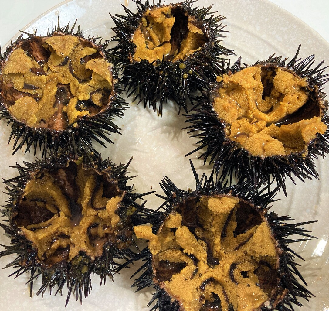 函館 紺地鮮魚 殻付きウニが安かったから初めてそれっぽく剥いてみた結果 はこある 函館のグルメ情報など