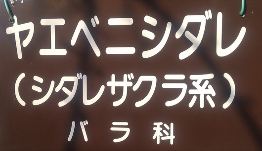 IMG_20200418_065702178