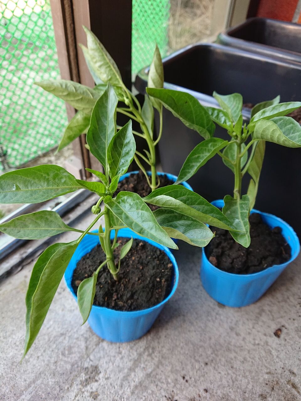 ピーマン苗 1日目 にゃんにゃん農園