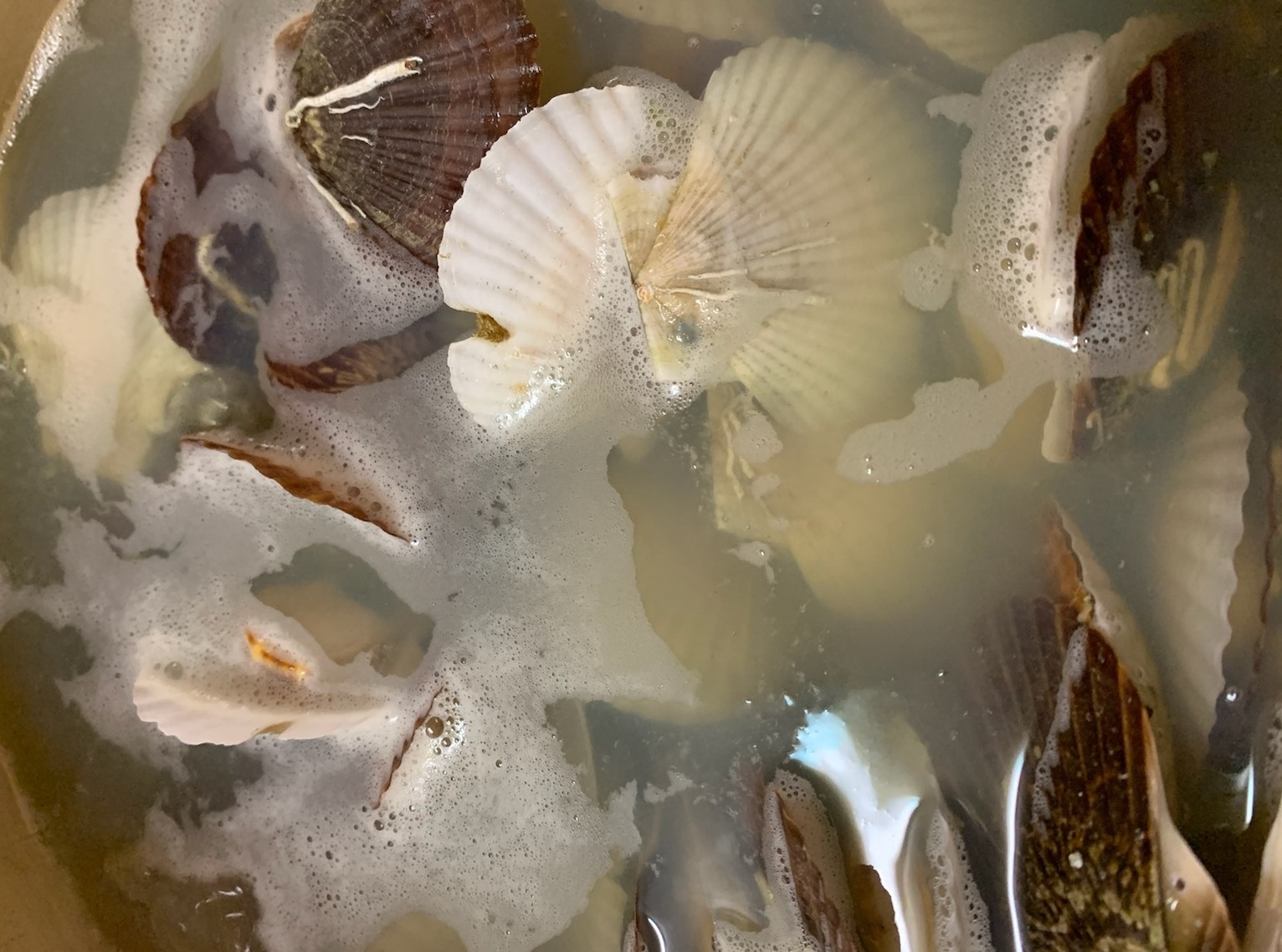 ホタテの耳吊りでハジかれた稚貝を 函館の飲み食い日記 Powered By ライブドアブログ