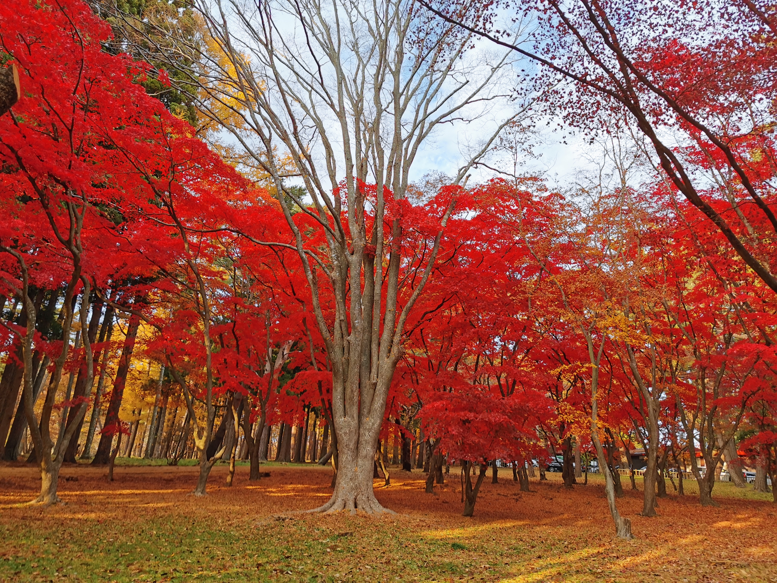 まだ観れる 香雪園の紅葉 函館の飲み食い日記 Powered By ライブドアブログ まだ観れる 香雪園の紅葉 函館の飲み食い日記 Powered By ライブドアブログ