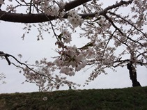 IMG_3556