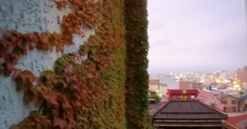IMG_1050 IMG_1050