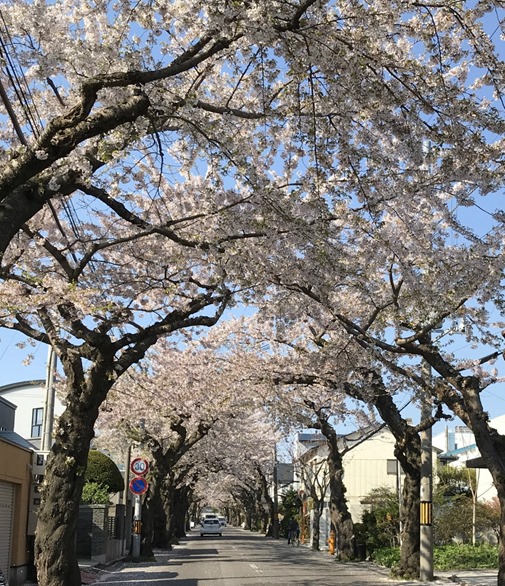 190504sakuragaoka