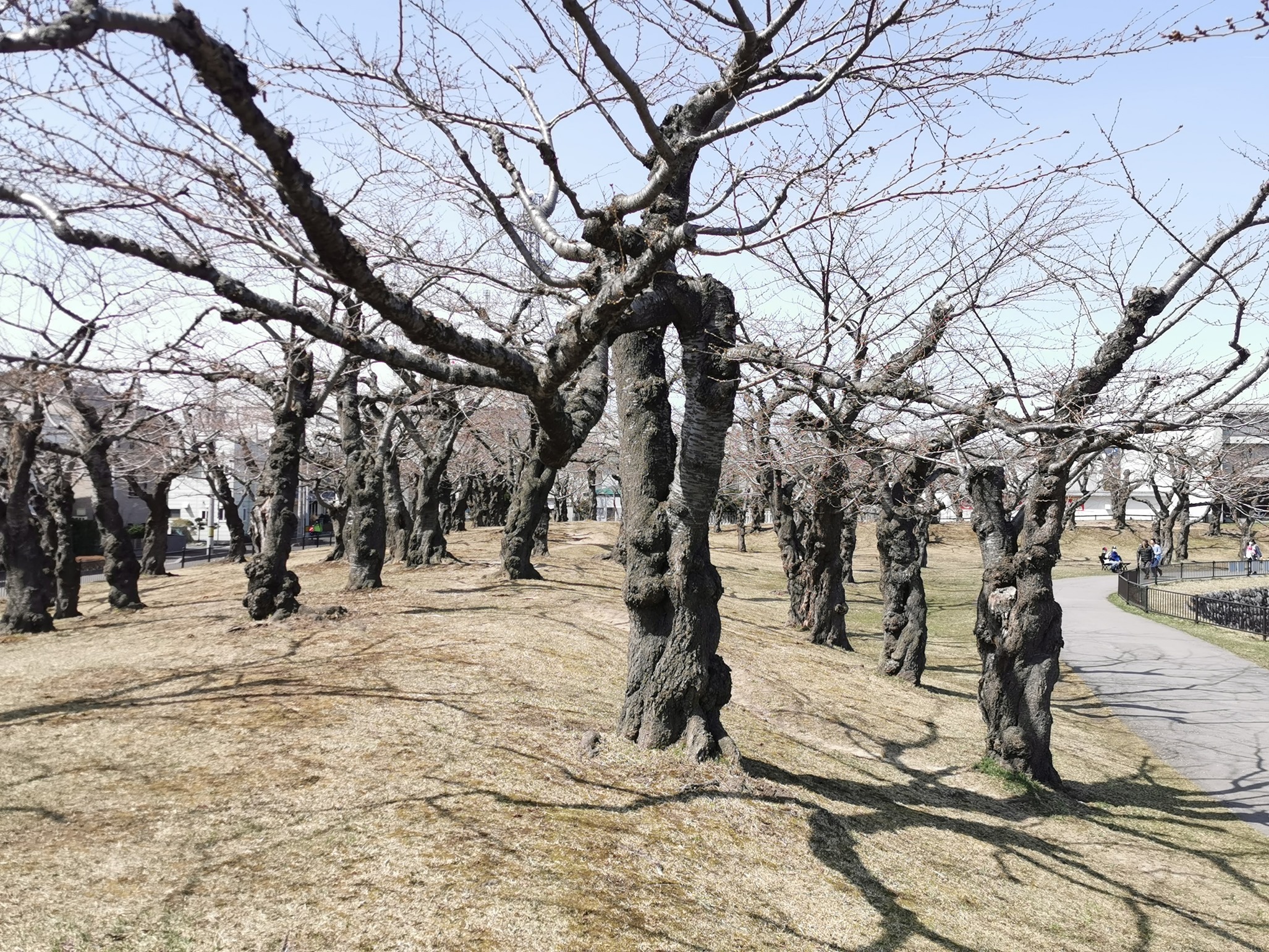 函館麺厨房 あじさい では3種のラーメンを半額で提供 函館の飲み食い日記 Powered By ライブドアブログ