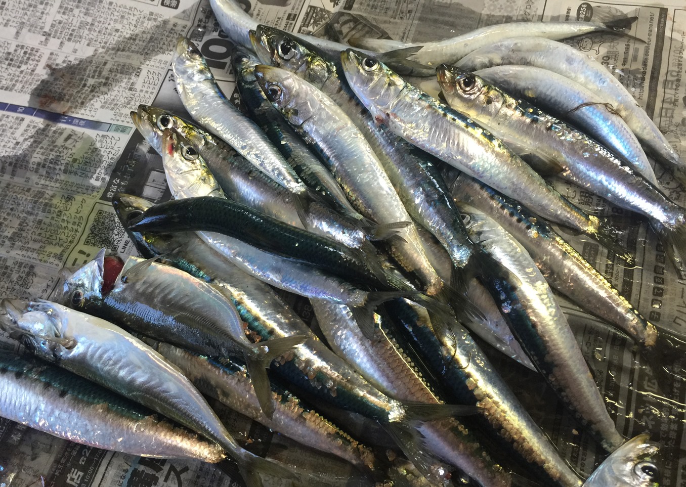 イワシ釣りは楽し 函館の飲み食い日記 Powered By ライブドアブログ