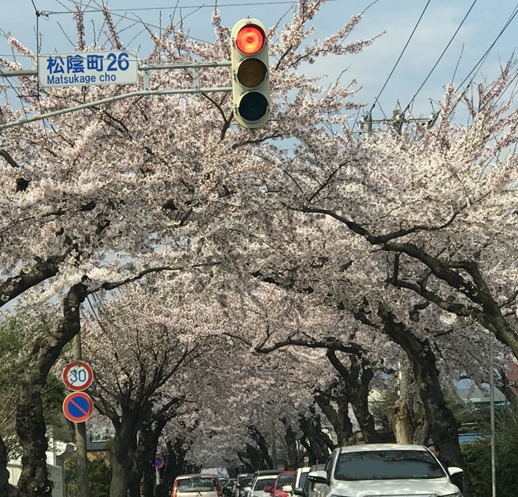 sakuragaokasakura0428